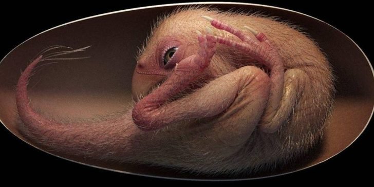 Maravilloso descubrimiento: Encuentran embrión de Dinosaurio perfectamente preservado.