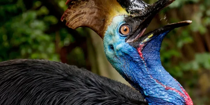 Casuario, el ave más peligrosa del mundo que ataca como un Velociraptor.