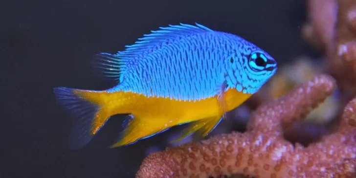 Pez Damisela, El primer animal capaz de domesticar a otra especie y usarla para su beneficio.