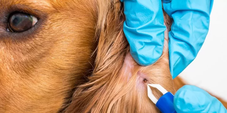 ¿Cómo quitarle las garrapatas a un perro? Consejos útiles para cuidar a tu mascota