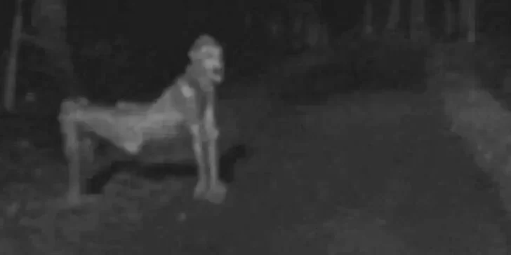Los Skinwalkers, la leyenda de los seres sobrenaturales con la capacidad de convertirse en personas o animales.