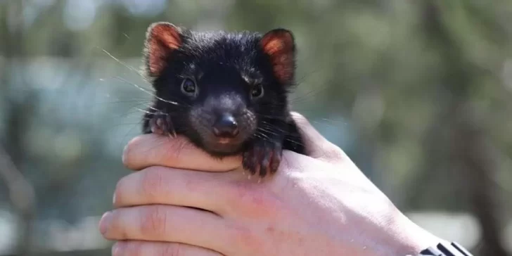 Demonios de Tasmania vuelven a nacer en Australia después de haber desaparecido hace más de 3.000 años.